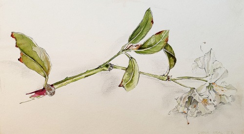 Z 267 Rhododendron