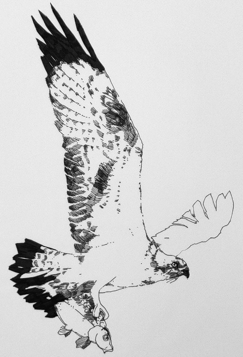 Z 271 Raubvogel